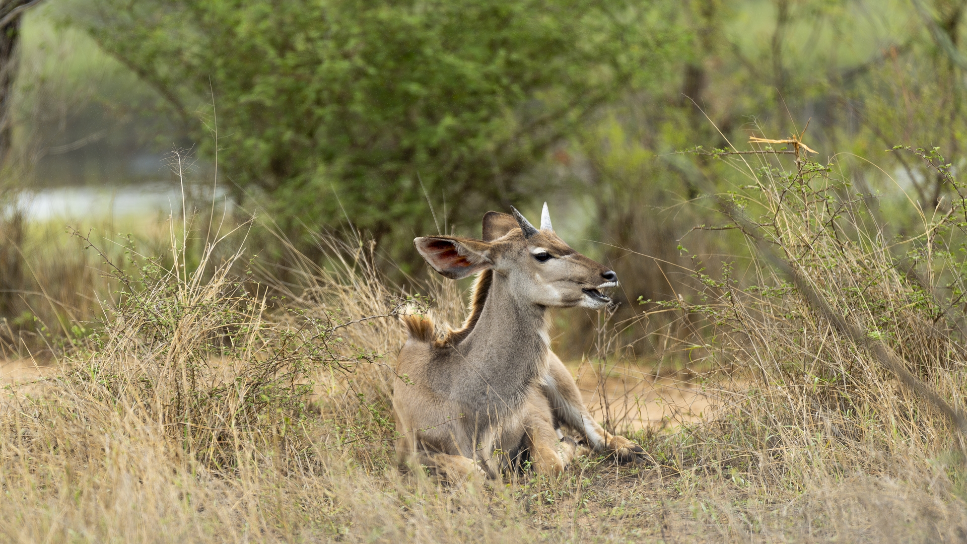 Kruger25 2025 10 31 10 09 11 ILCE 9M3 1639